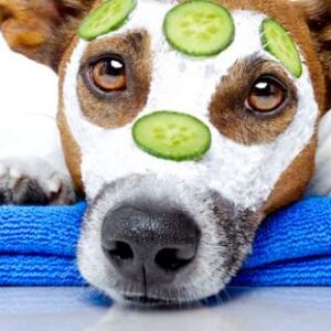 A dog with a facial mask and cucumbers