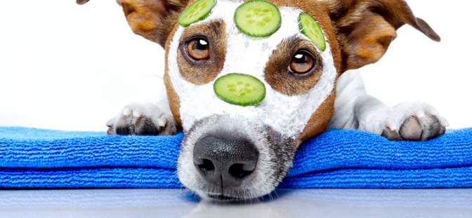A dog with a facial mask and cucumbers