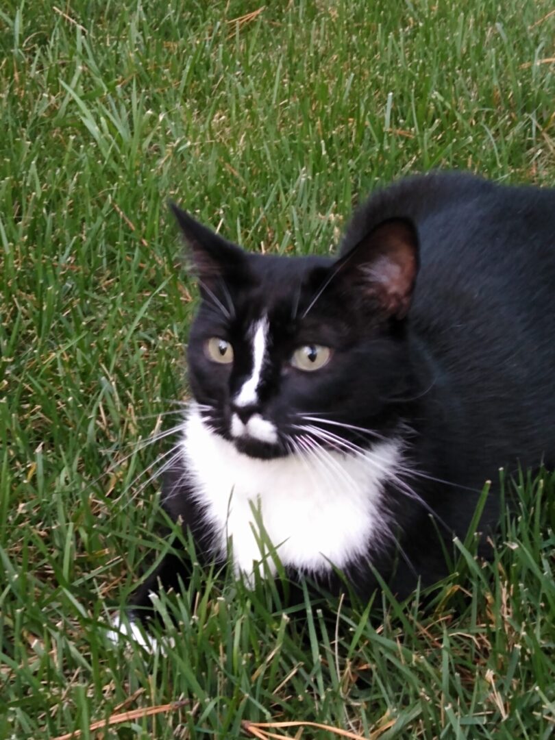 A black and white cat on grassy land